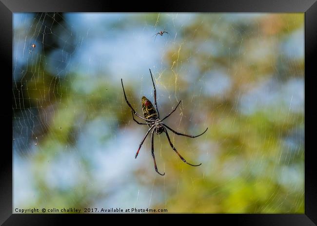 Golden Orb Spider, South Africa Framed Print by colin chalkley