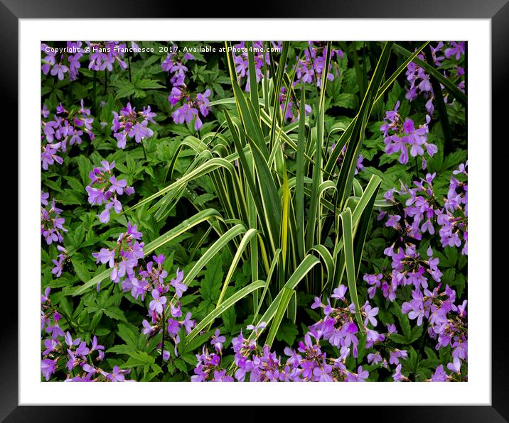 A ring of purple flowers Framed Mounted Print by Hans Franchesco