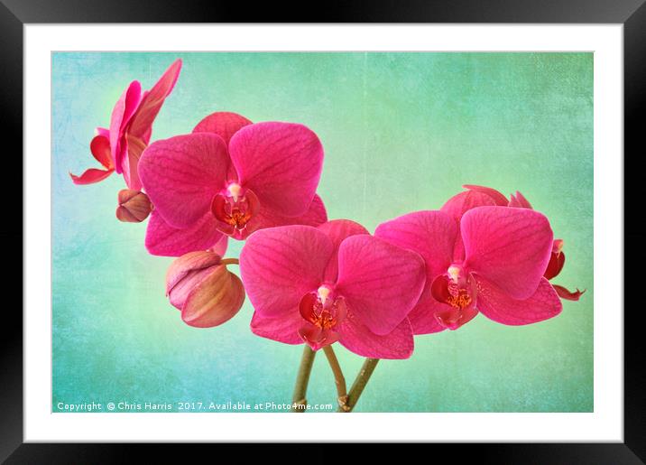 Orchid Magenta Framed Mounted Print by Chris Harris