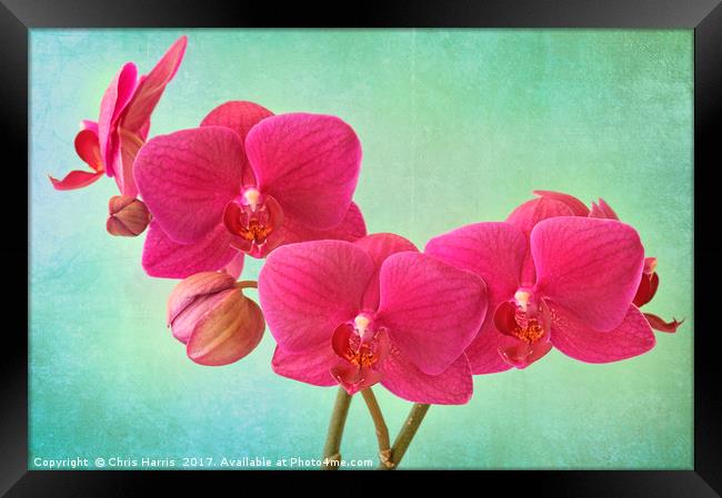 Orchid Magenta Framed Print by Chris Harris
