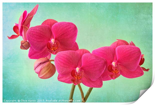 Orchid Magenta Print by Chris Harris