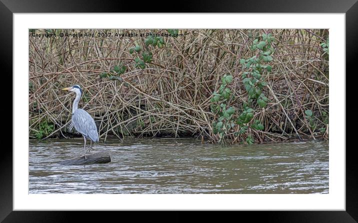 The Heron. Framed Mounted Print by Angela Aird