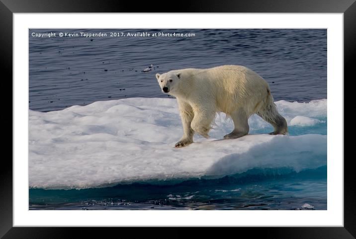 Polar Bear Framed Mounted Print by Kevin Tappenden