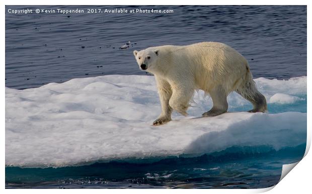 Polar Bear Print by Kevin Tappenden