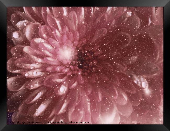               Chrysanthemum Sparkle                Framed Print by Jane Metters