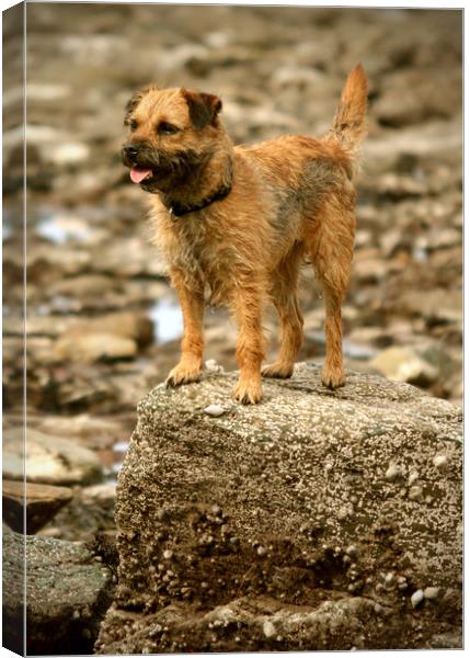 Border Terrier Canvas Print by graham young