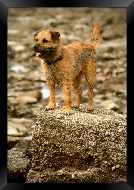 Border Terrier Framed Print by graham young