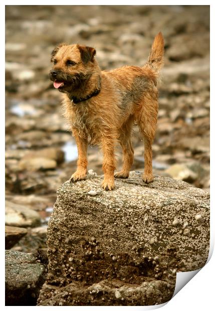 Border Terrier Print by graham young