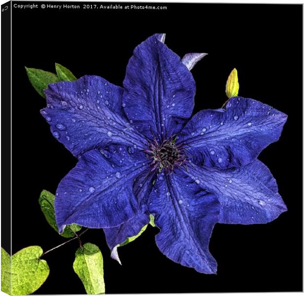 Clematis after the rain Canvas Print by Henry Horton