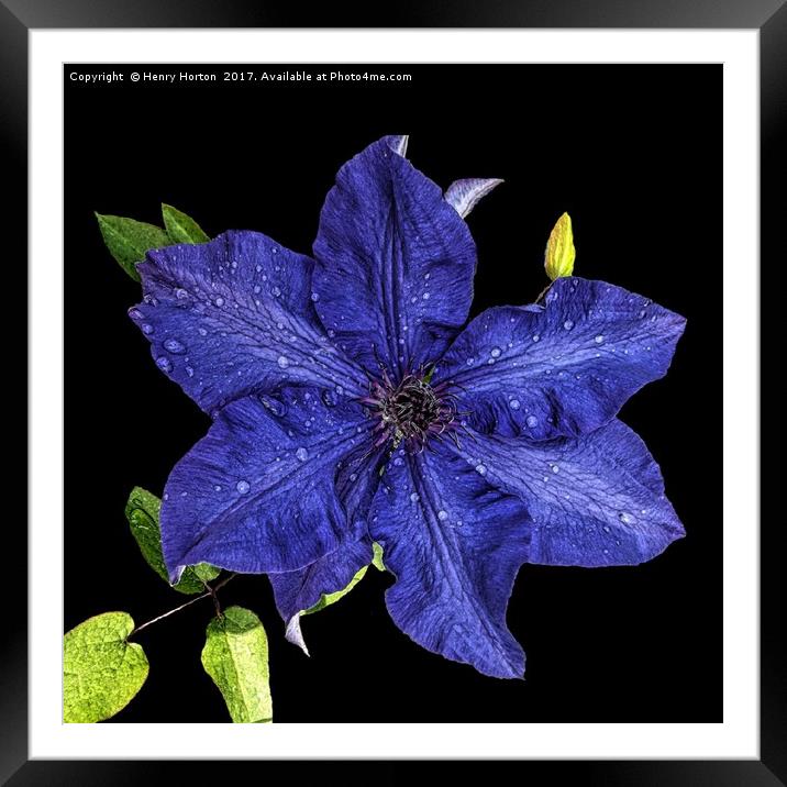 Clematis after the rain Framed Mounted Print by Henry Horton