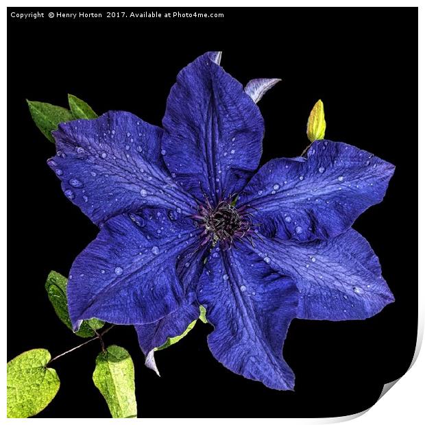 Clematis after the rain Print by Henry Horton
