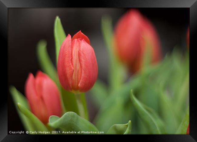 Vibrant Tulips Framed Print by Carly Hodges