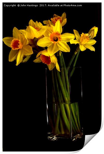 Daffodil still life Print by John Hastings