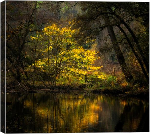 Autumn Trees River Derwent Canvas Print by Nick Lukey