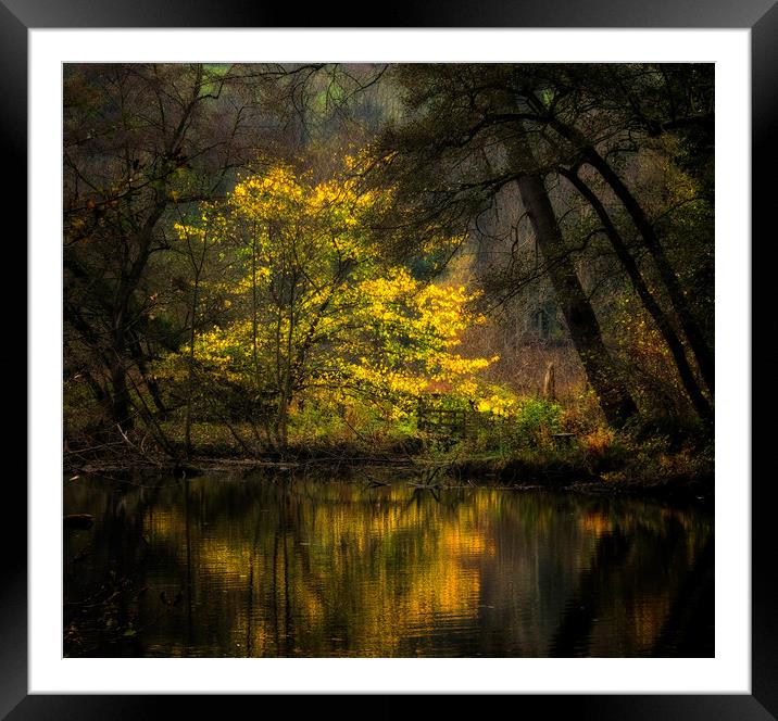 Autumn Trees River Derwent Framed Mounted Print by Nick Lukey