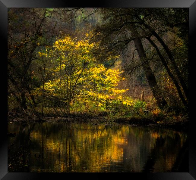 Autumn Trees River Derwent Framed Print by Nick Lukey
