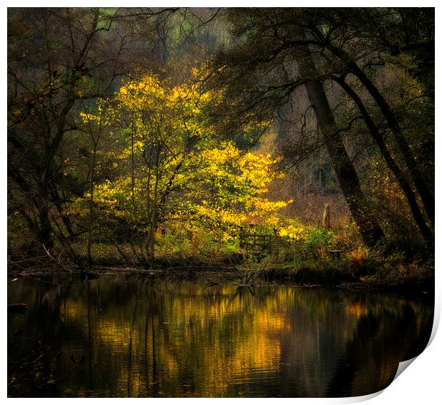 Autumn Trees River Derwent Print by Nick Lukey