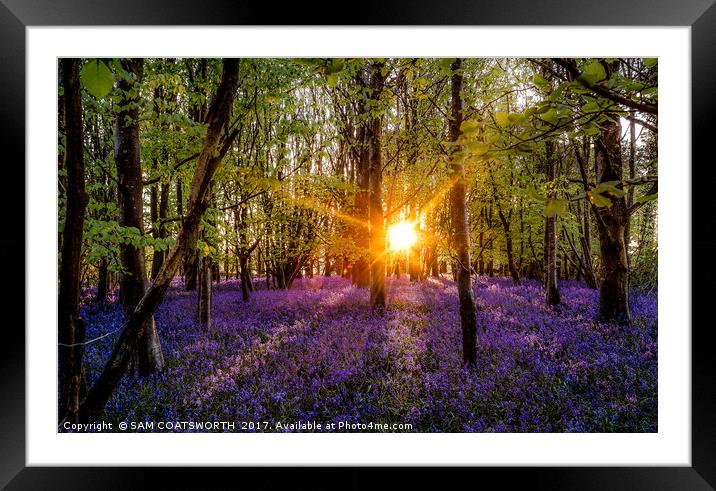 Bluebells evening colour Sun burst Framed Mounted Print by sam COATSWORTH