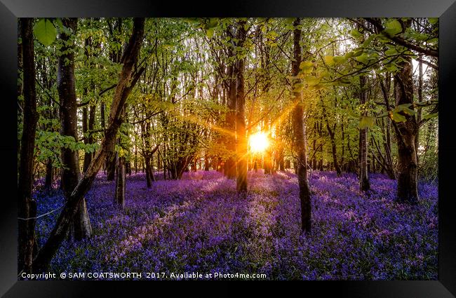 Bluebells evening colour Sun burst Framed Print by sam COATSWORTH