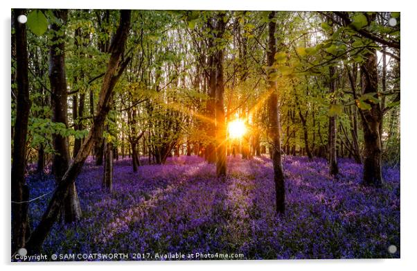Bluebells evening colour Sun burst Acrylic by sam COATSWORTH