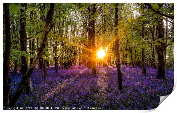 Bluebells evening colour Sun burst Print by sam COATSWORTH