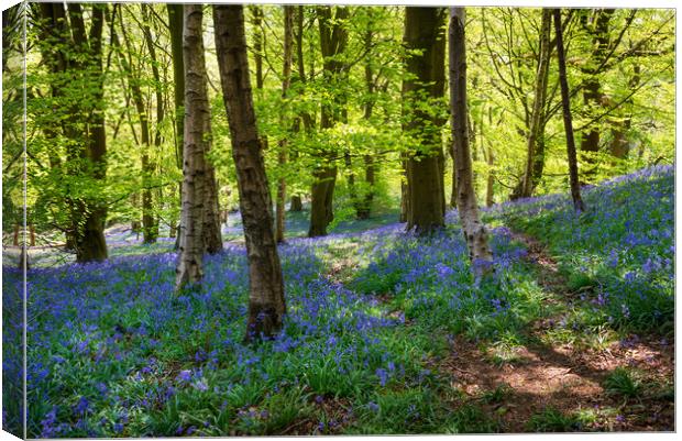 Bluebells at Etherow country park, Stockport Canvas Print by Andrew Kearton