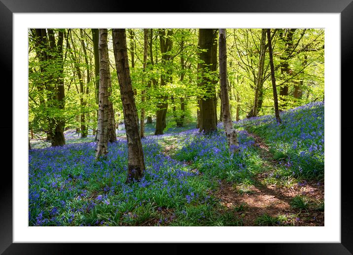 Bluebells at Etherow country park, Stockport Framed Mounted Print by Andrew Kearton