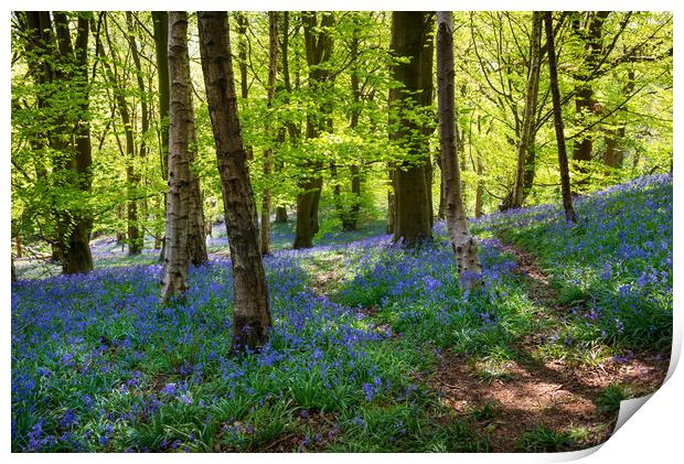 Bluebells at Etherow country park, Stockport Print by Andrew Kearton