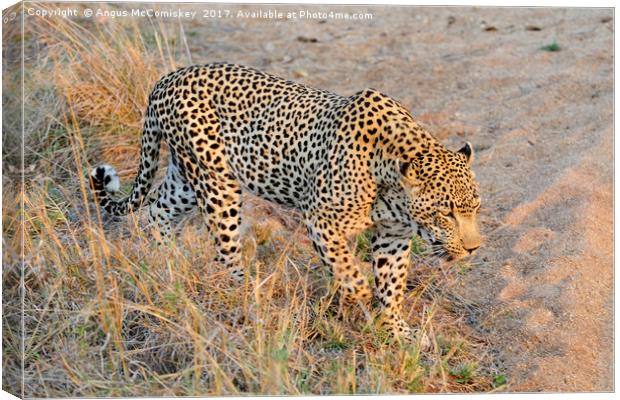 Close encounter with a leopard Canvas Print by Angus McComiskey