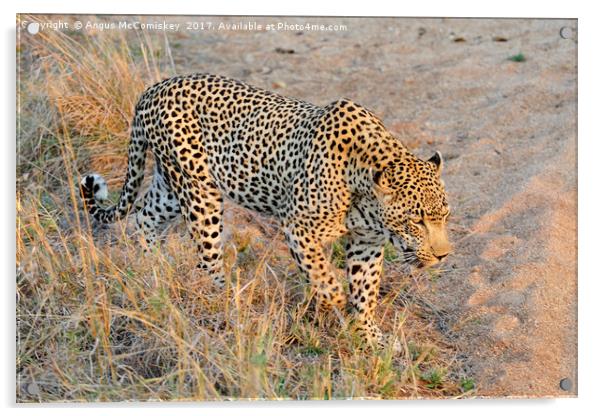 Close encounter with a leopard Acrylic by Angus McComiskey