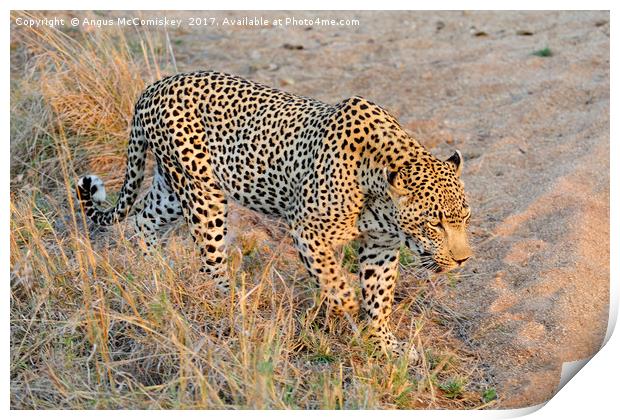 Close encounter with a leopard Print by Angus McComiskey