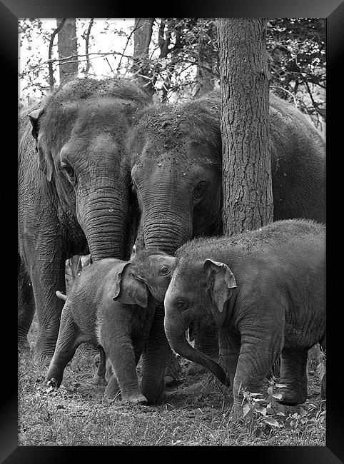 Elephant Group Framed Print by Chris Thaxter