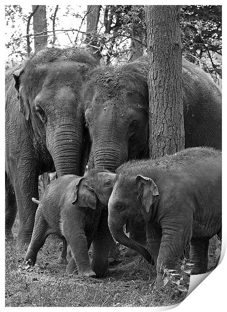 Elephant Group Print by Chris Thaxter