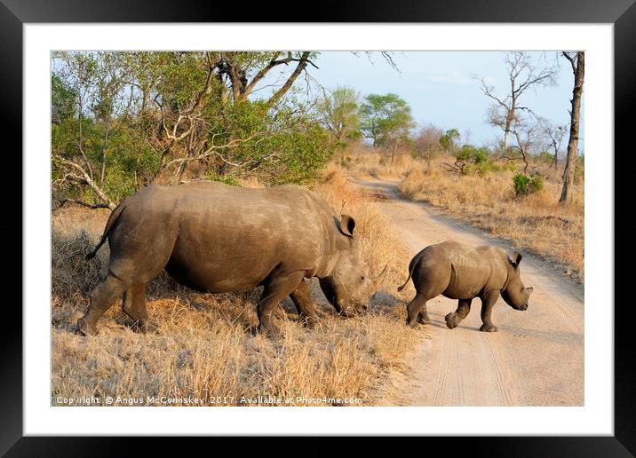 Female rhino with calf crossing track Framed Mounted Print by Angus McComiskey