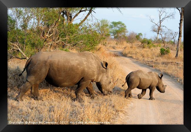 Female rhino with calf crossing track Framed Print by Angus McComiskey