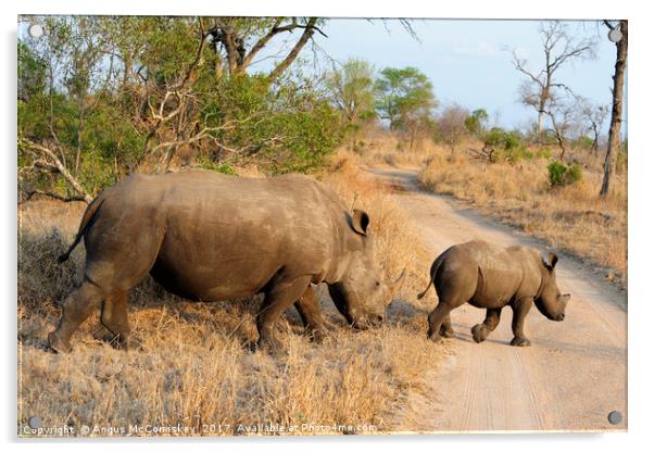 Female rhino with calf crossing track Acrylic by Angus McComiskey
