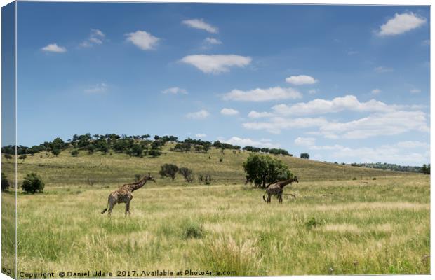 South Africa giraffes Canvas Print by Daniel Udale