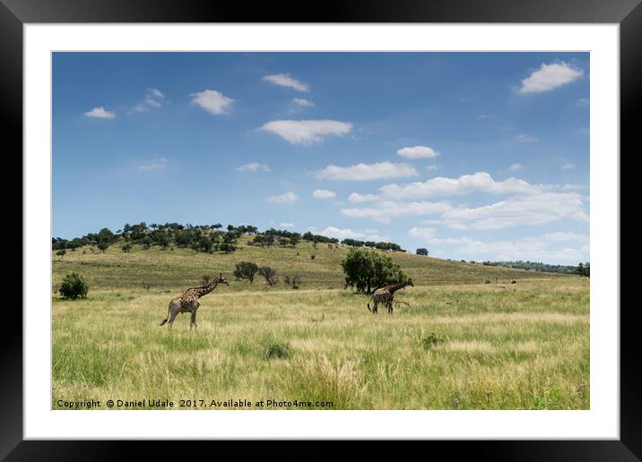 South Africa giraffes Framed Mounted Print by Daniel Udale