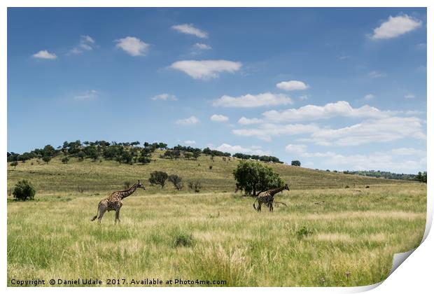 South Africa giraffes Print by Daniel Udale