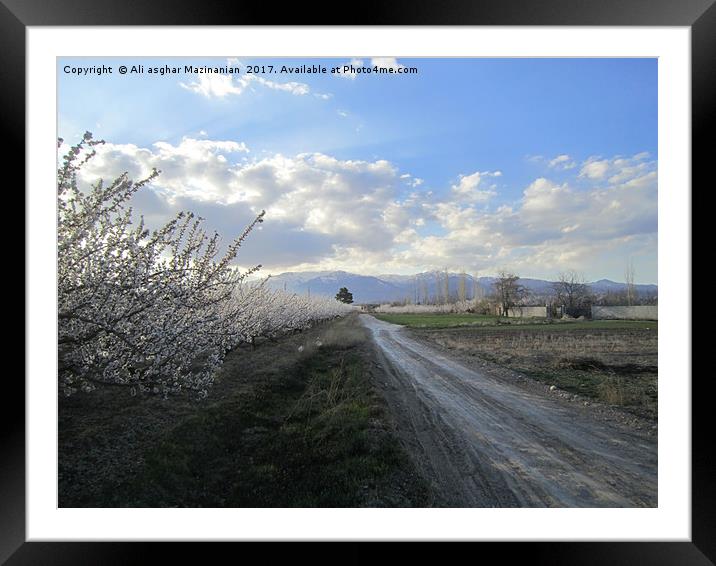 A road through apricot gardens,                    Framed Mounted Print by Ali asghar Mazinanian