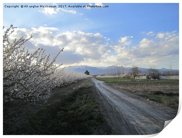 A road through apricot gardens,                    Print by Ali asghar Mazinanian