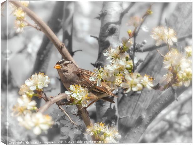 Sparrow On The Branch Canvas Print by jonathan nguyen