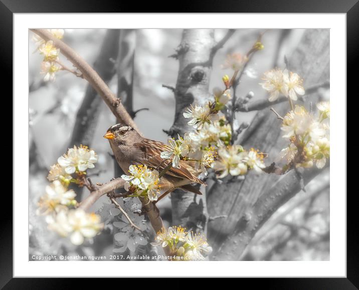 Sparrow On The Branch Framed Mounted Print by jonathan nguyen