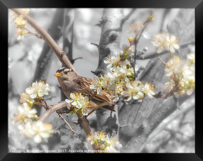 Sparrow On The Branch Framed Print by jonathan nguyen
