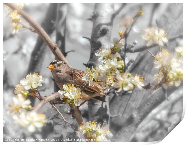 Sparrow On The Branch Print by jonathan nguyen