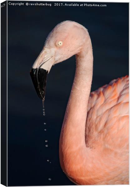 Flamingo After Emerging From The Water Canvas Print by rawshutterbug 