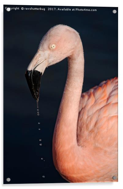 Flamingo After Emerging From The Water Acrylic by rawshutterbug 