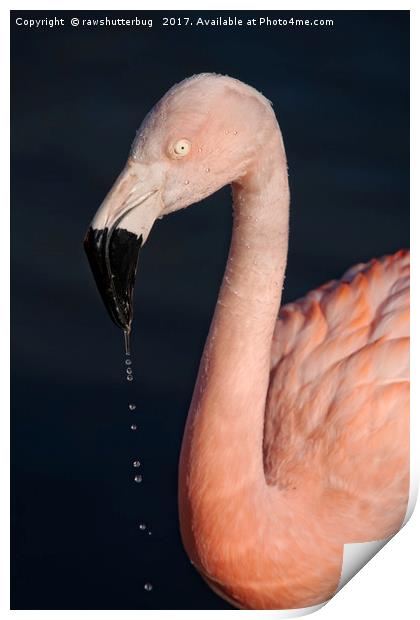 Flamingo After Emerging From The Water Print by rawshutterbug 