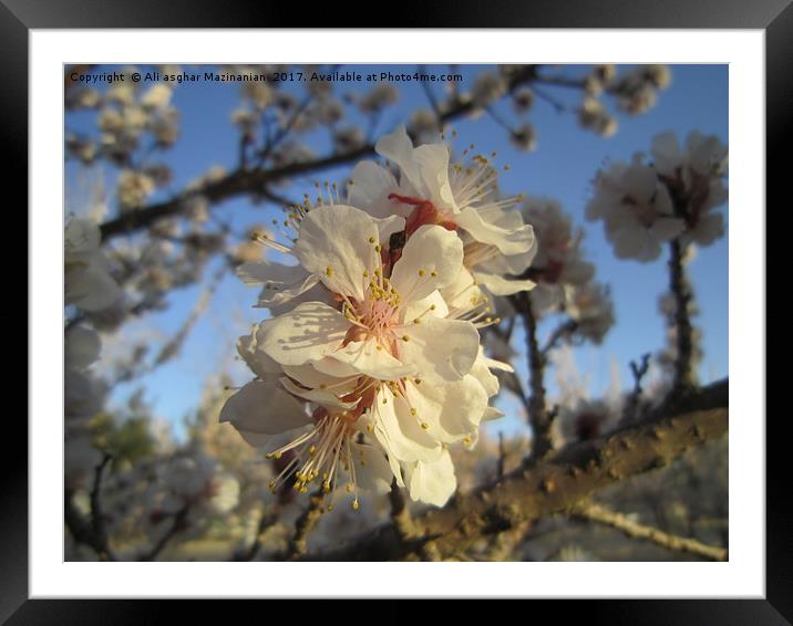 A branch of nice apricot blossoms,               Framed Mounted Print by Ali asghar Mazinanian
