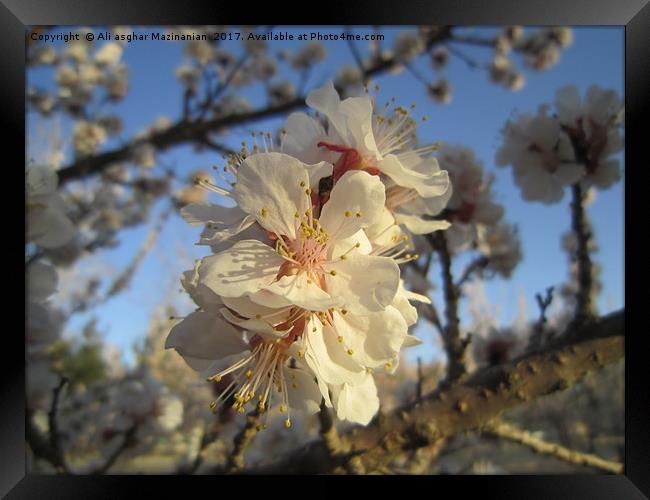A branch of nice apricot blossoms,               Framed Print by Ali asghar Mazinanian